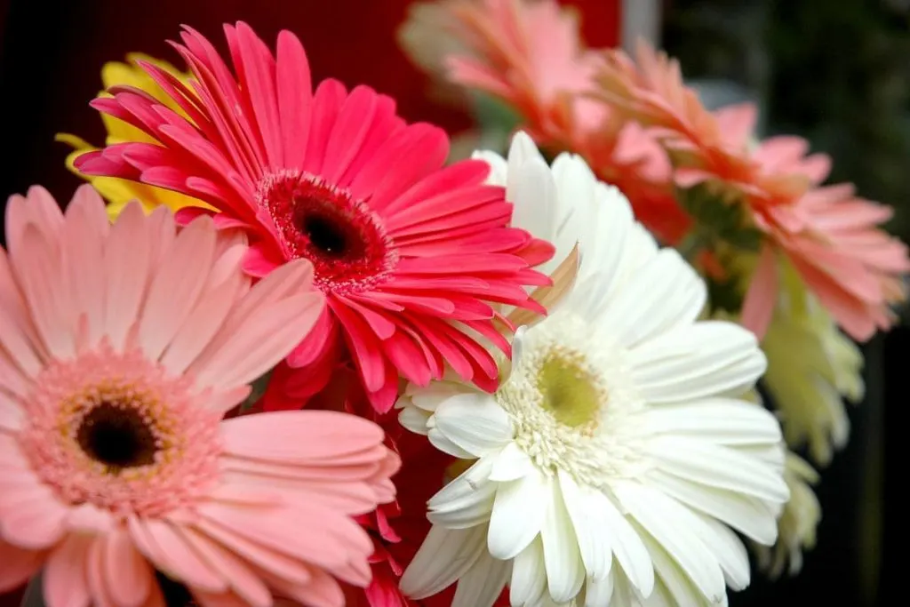 2. Gerbera Daisies