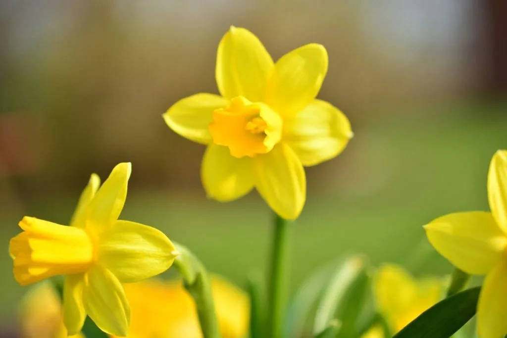 2.-Narcissus-Flower