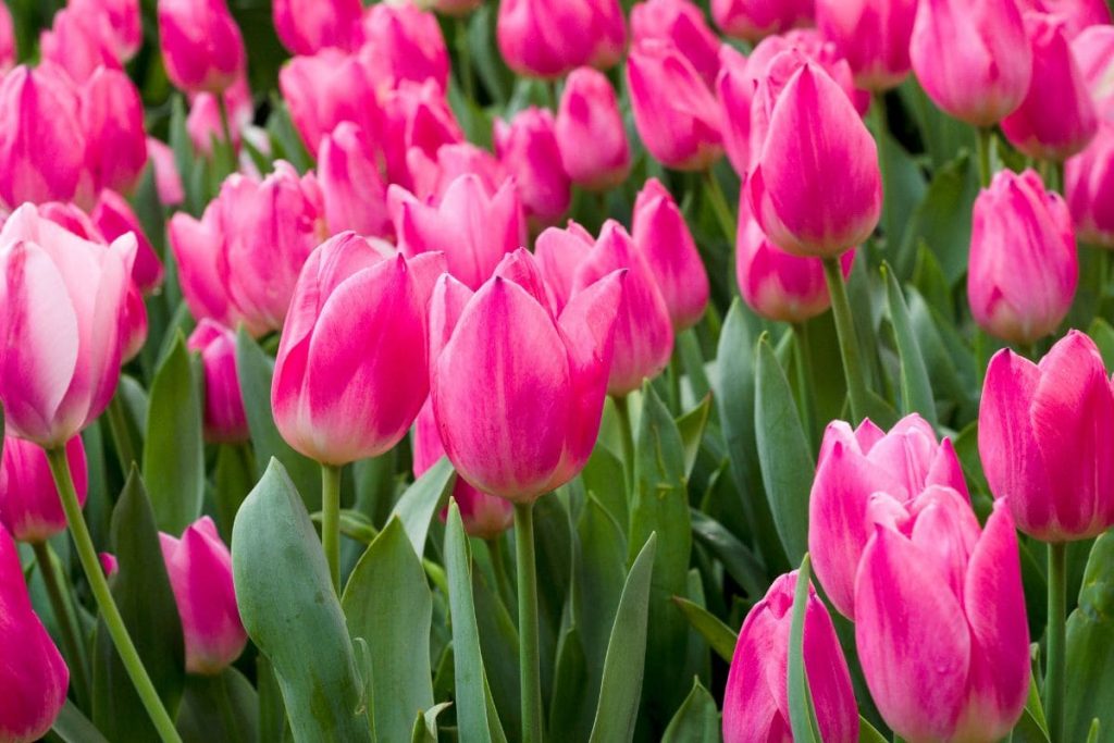 4. Pink Tulips