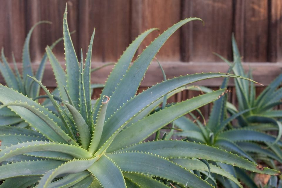 How Big Can Succulents Get Care Guide For Succulents Grow Plantisima