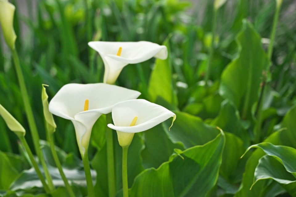 Bulb Flower Types: 9 Herbaceous Flowering Plants - Plantisima