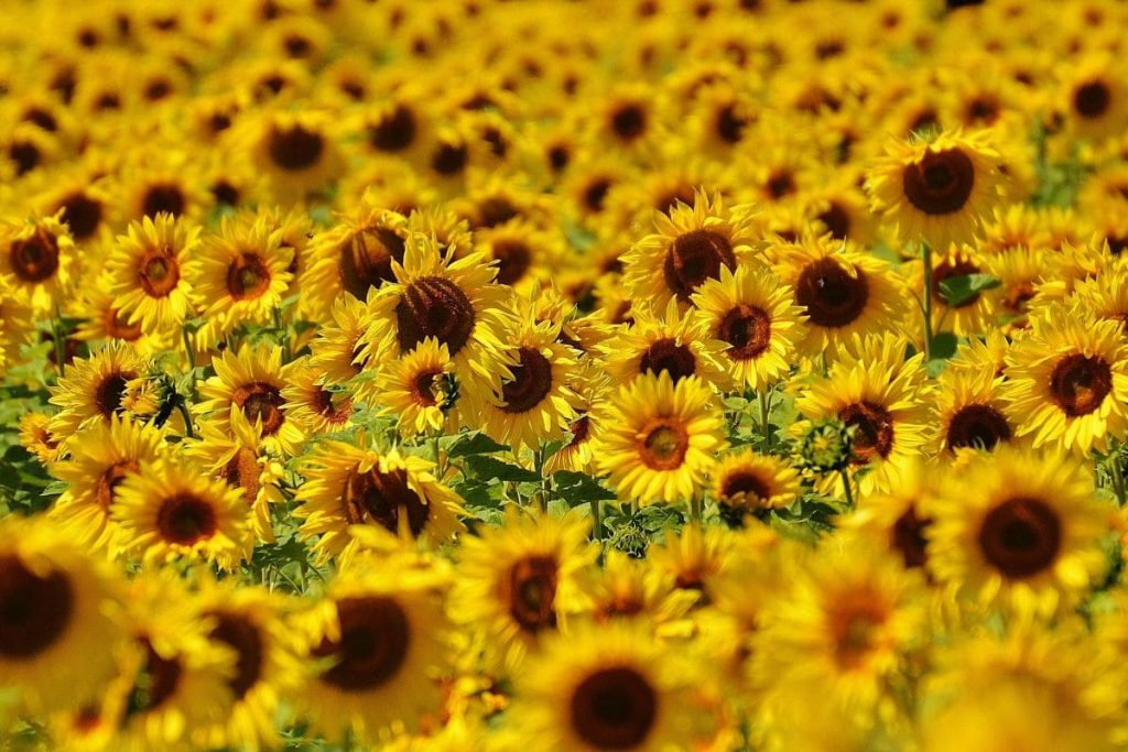 5. Sunflowers