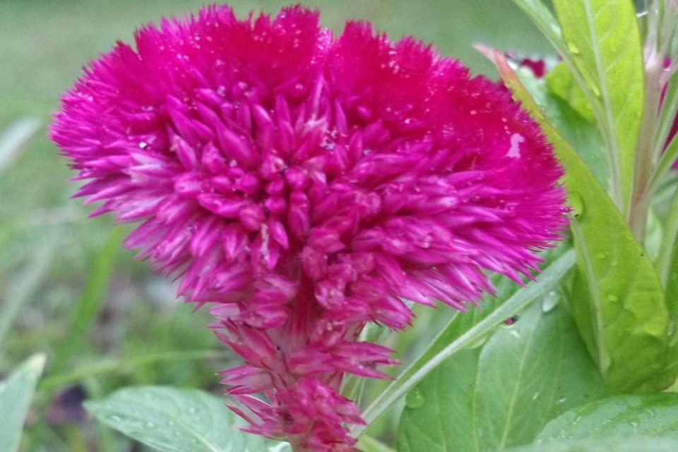 Fuzzy Flowers 7 Incredible Fuzzy Blooms You'll Love Plantisima