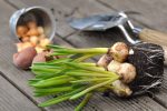 Don’t Miss Out on These 9 Gorgeous Bulb Flower Types for Your Garden