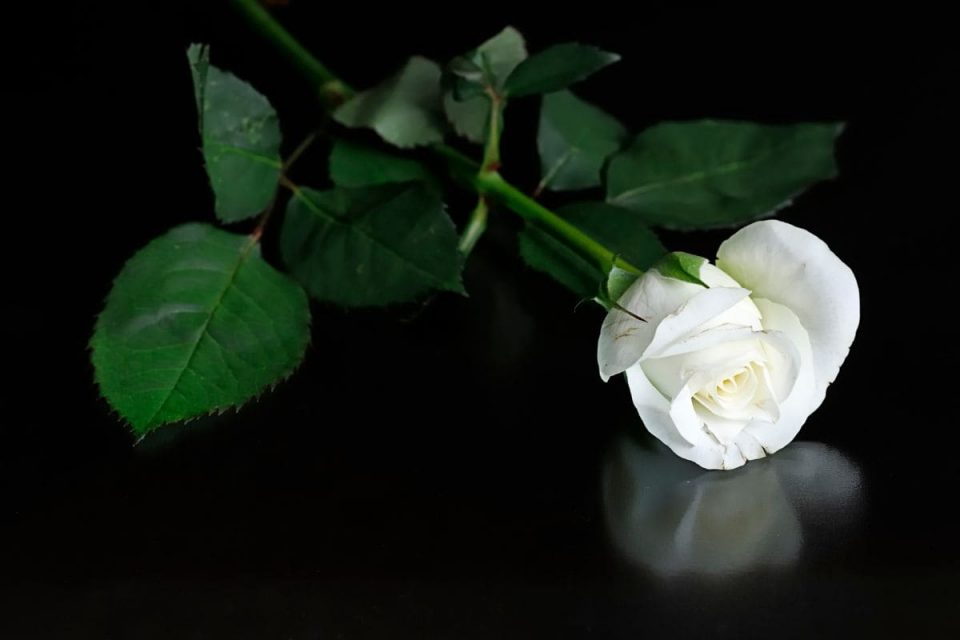 White Rose Meaning In Relationship Pure Rosa Alba Plantisima