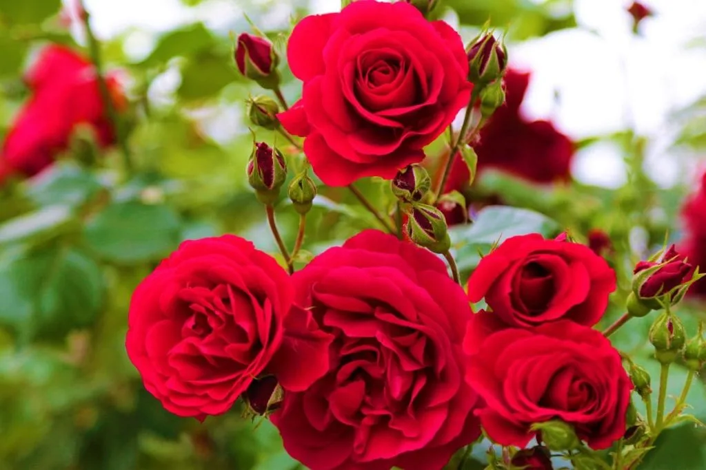 American-Amalia-Red-Rose, On Rose In Different Languages