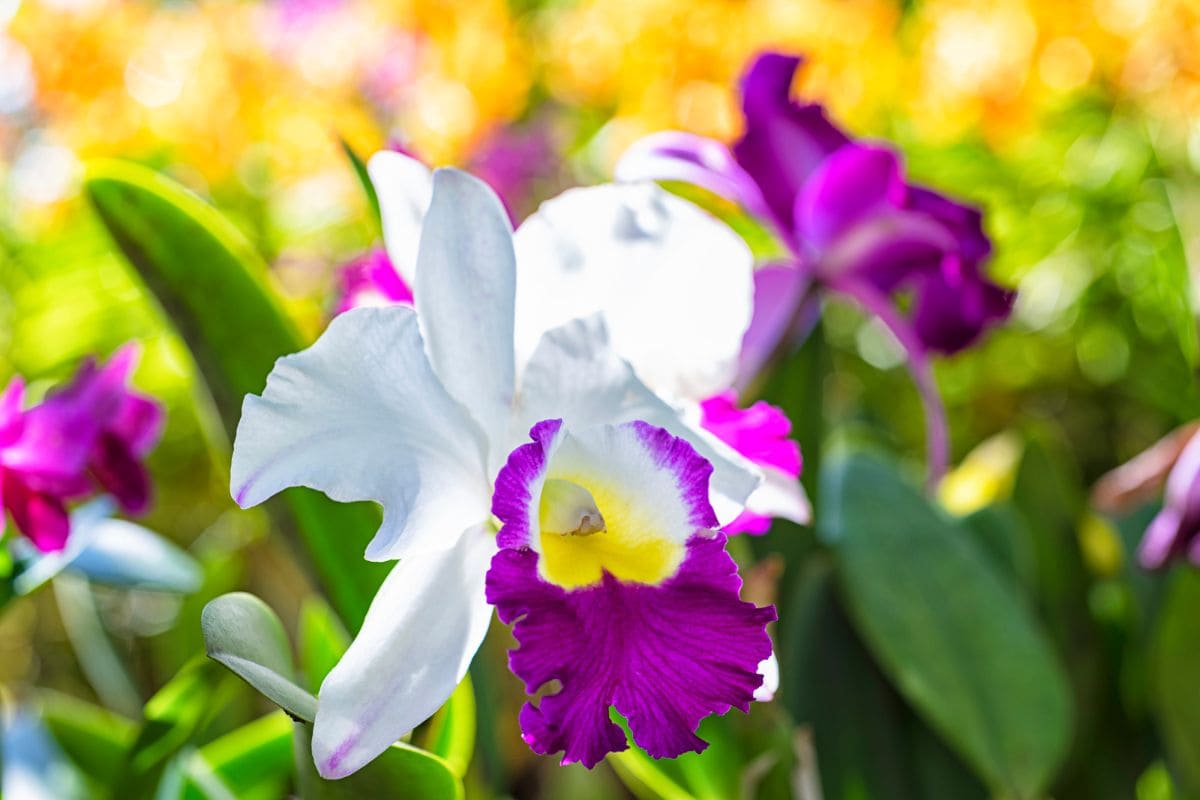 national-flower-of-brazil-trumpet-cattleya-orchid-plantisima