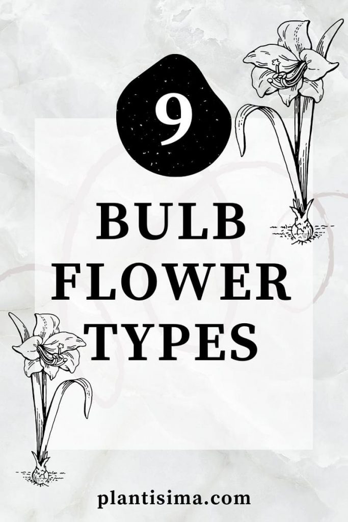 Bulb Flower Types pin