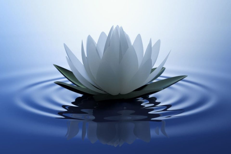 National Flower Of Vietnam Rebirth Lotus Flower