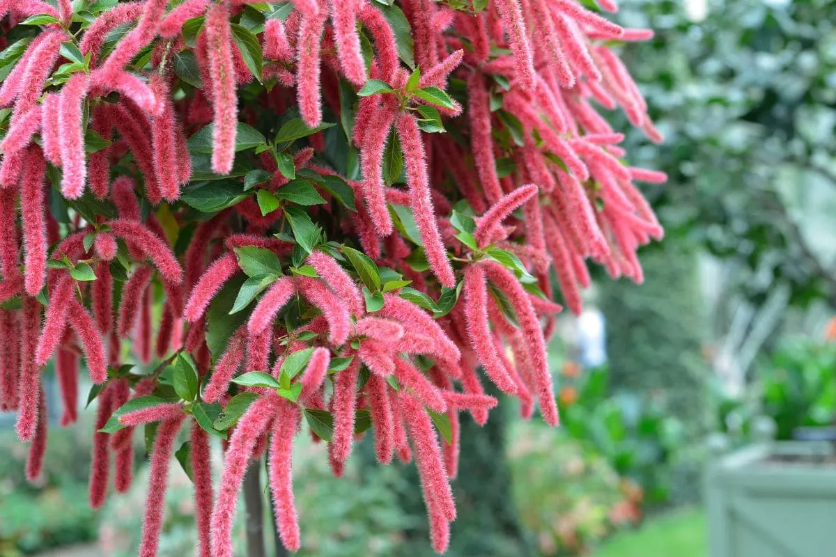 Chenille-Plant