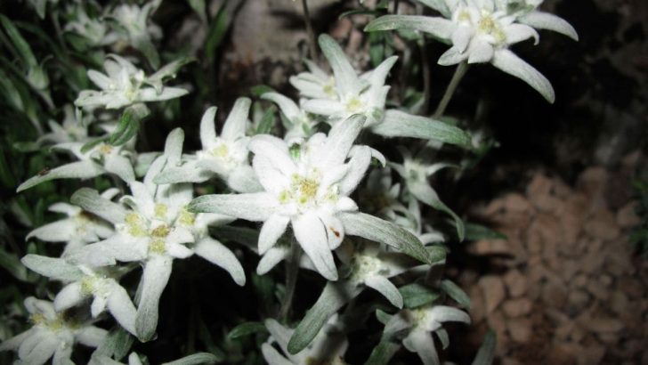 Edelweiss Flower Meaning: Symbolism Of A Wild White Flower