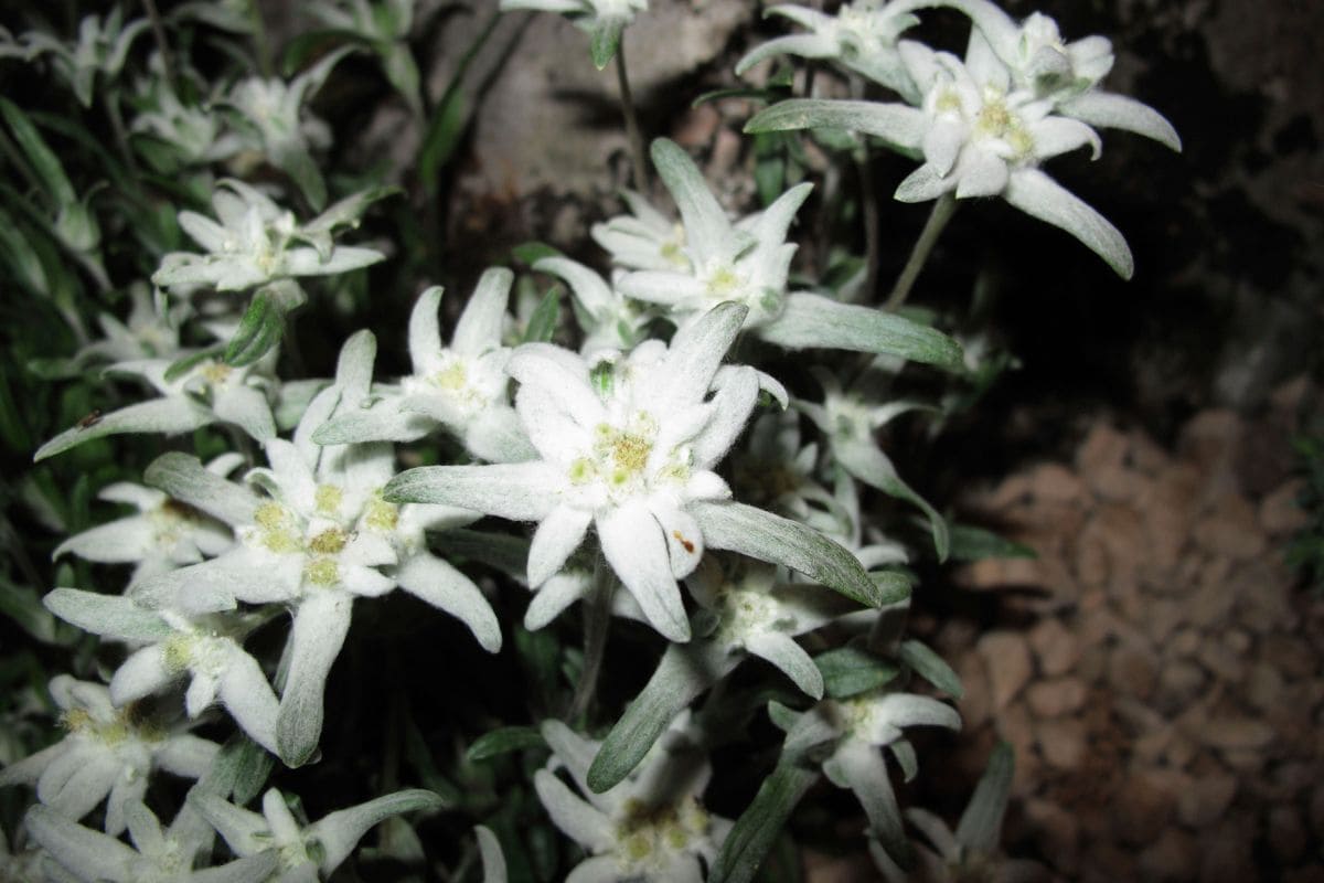 Edelweiss-Flower-Meaning_-Symbolism-Of-A-Wild-White-Flower