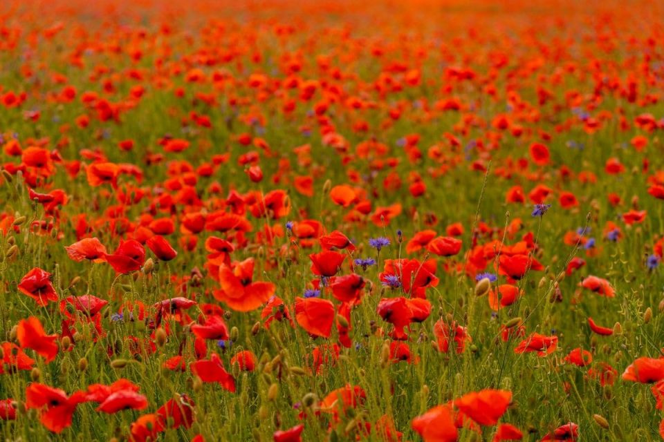 National Flower Of Poland Red Poppies Petals Plantisima