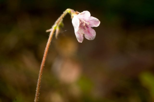 National Flower Of Sweden: Pink Twinflower Linnea