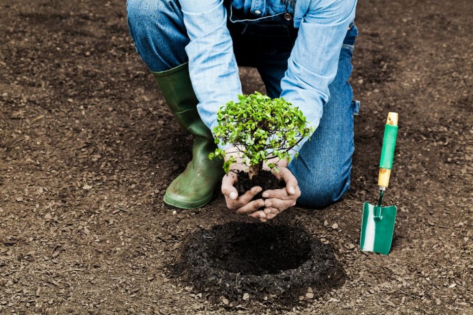 Exciting When Should You Plant Trees Images