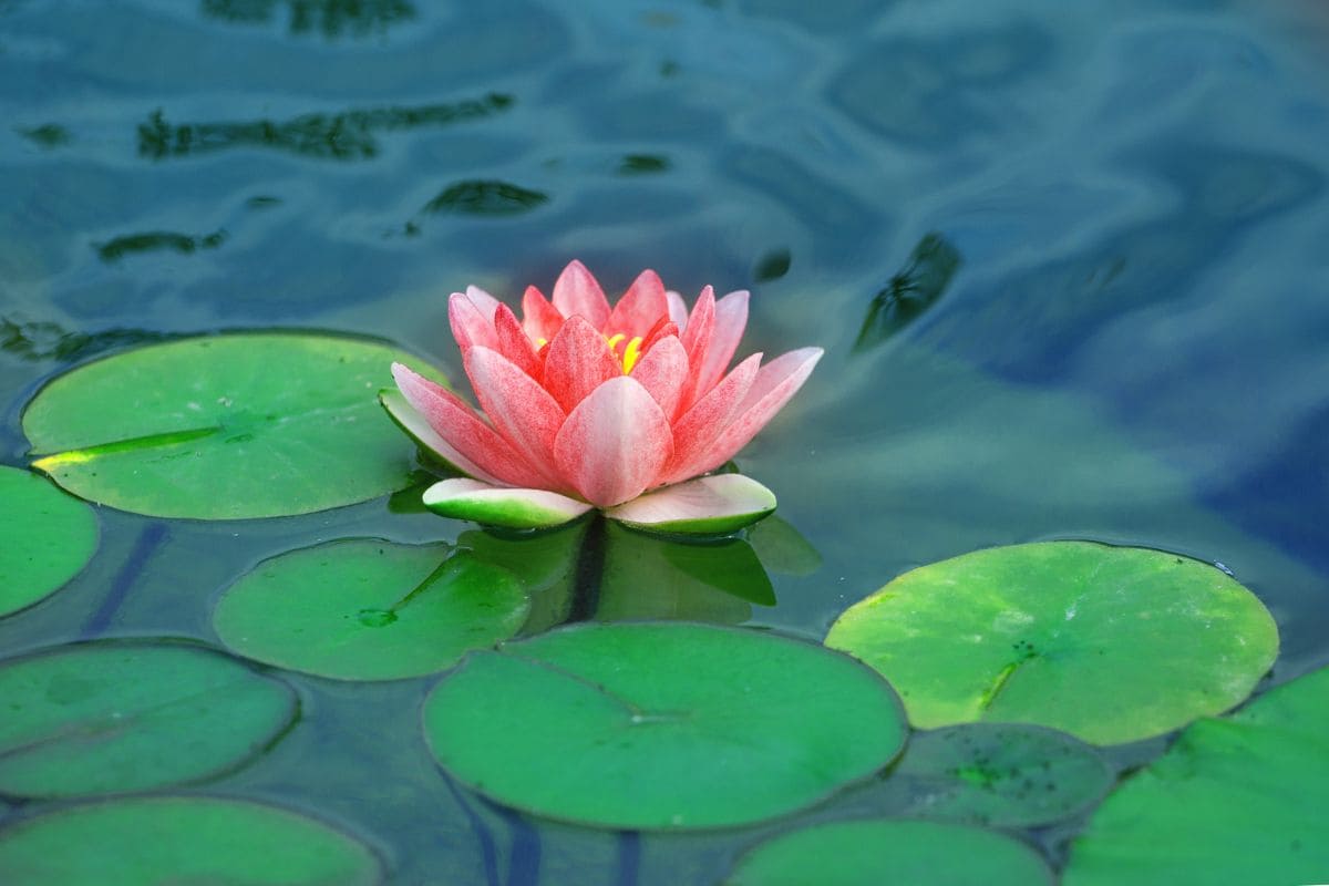 National Flower Of Vietnam: Rebirth Lotus Flower - Plantisima