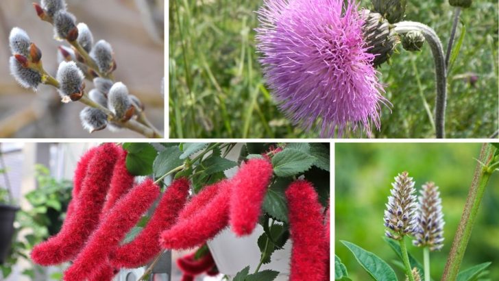 Fuzzy Flowers: 7 Incredible Fuzzy Blooms You’ll Love