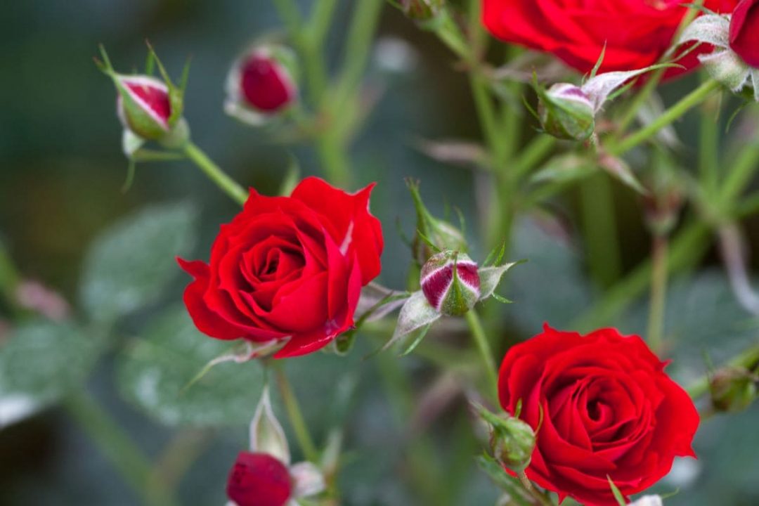 Red Roses and Their Deep Meaning in Love and Relationships