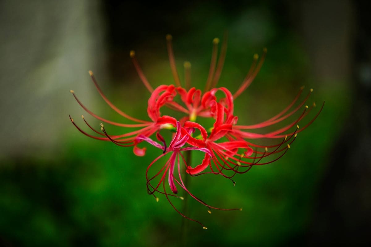 Japanese Death Flower Mysterious Red Spider Lily Plantisima