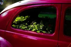 Find-Out-How-Long-Can-Flowers-Last-In-A-Car