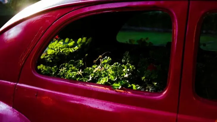 How Long Will Flowers Survive in Your Car? Here’s What to Expect