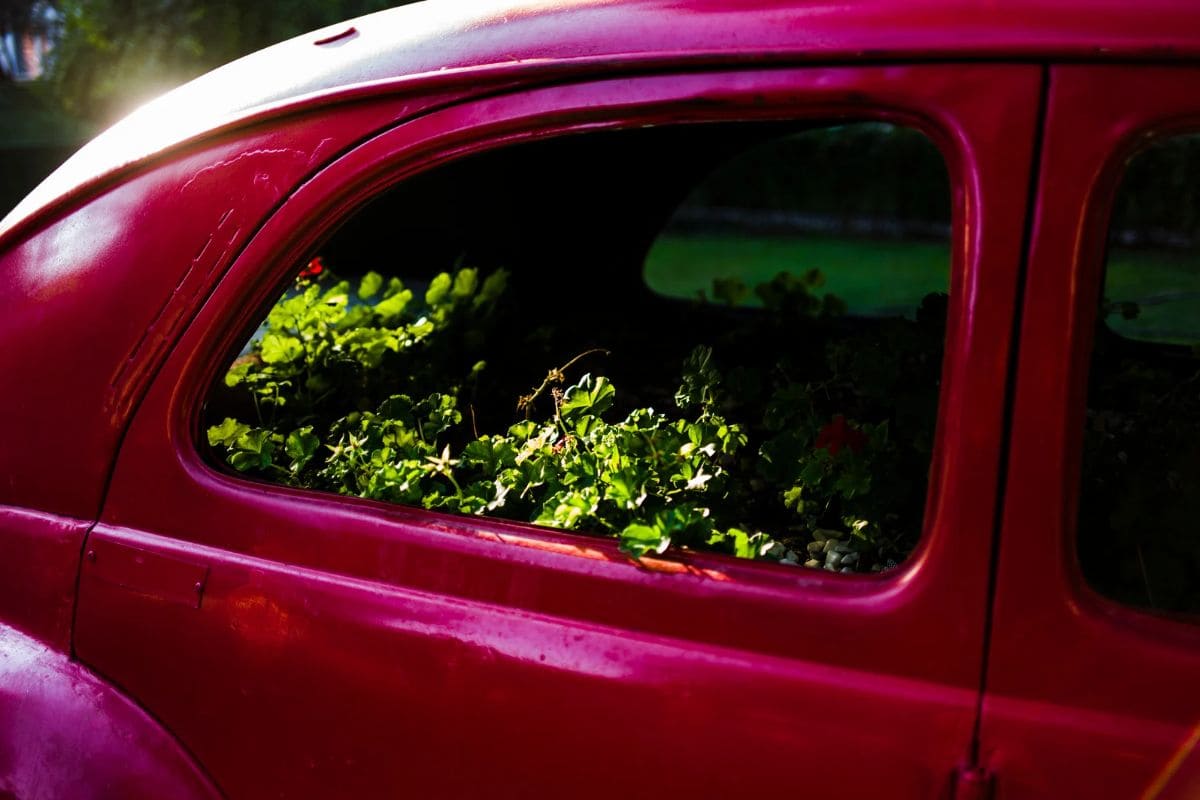 Find Out How Long Can Flowers Last In A Car Plantisima