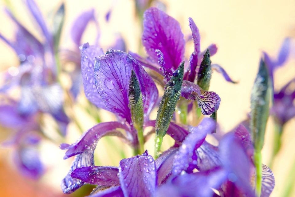 National Flower Of France: Mystery Behind The Fleur De Lis - Plantisima