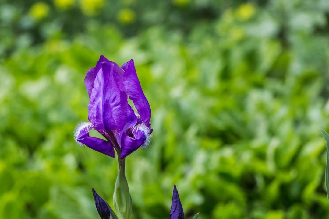 National Flower Of France Mystery Behind The Fleur De Lis Plantisima