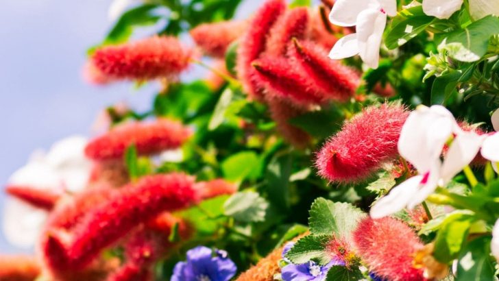 Fuzzy Flowers: 7 Incredible Fuzzy Blooms You’ll Love