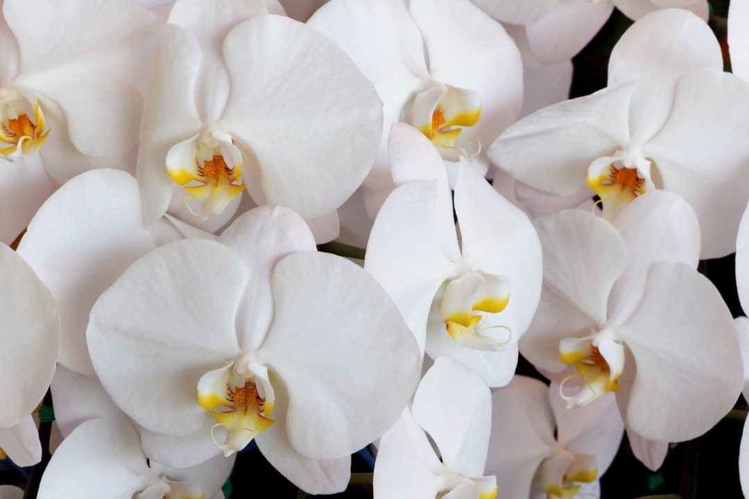 National Flower Of Guatemala: White Nun Orchid - Plantisima