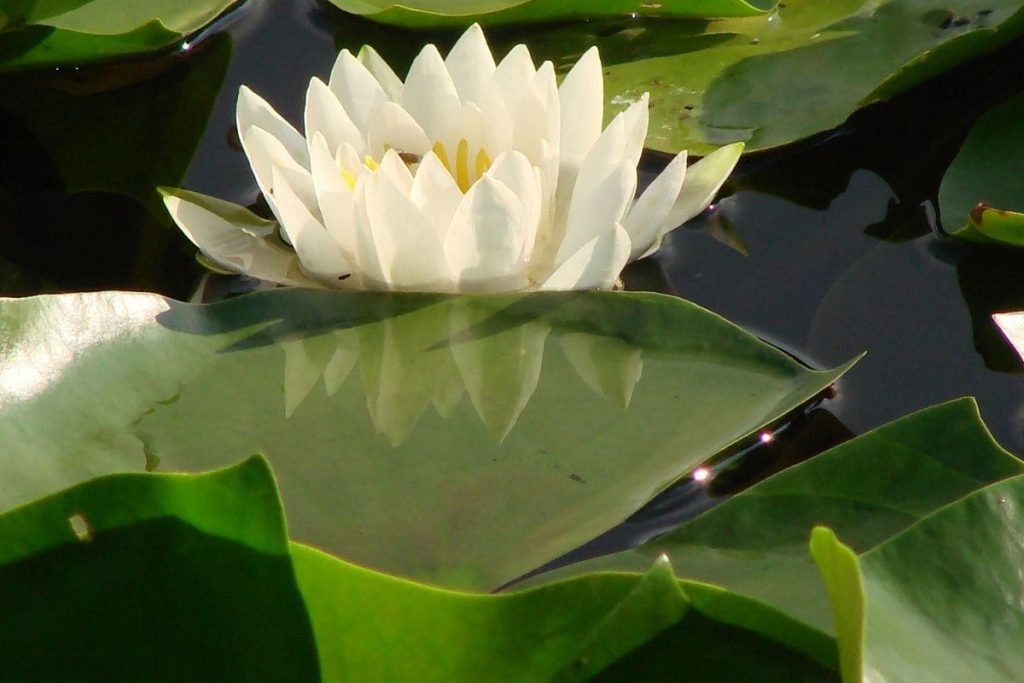 History-Of-Lotus-Flowers