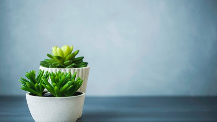 How Big Can Succulents Get: Care Guide For Succulents Grow