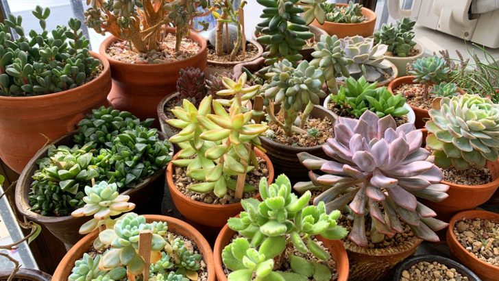 How Big Can Succulents Grow? Tips to Help Them Reach Their Full Size