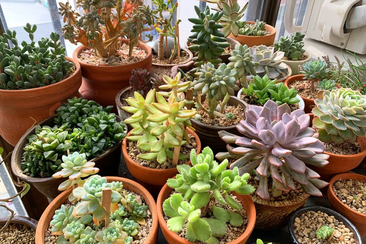 How Big Can Succulents Grow? Tips to Help Them Reach Their Full Size