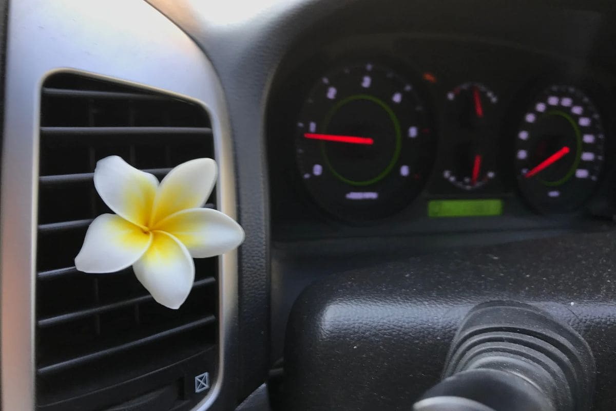 Find Out How Long Can Flowers Last In A Car Plantisima