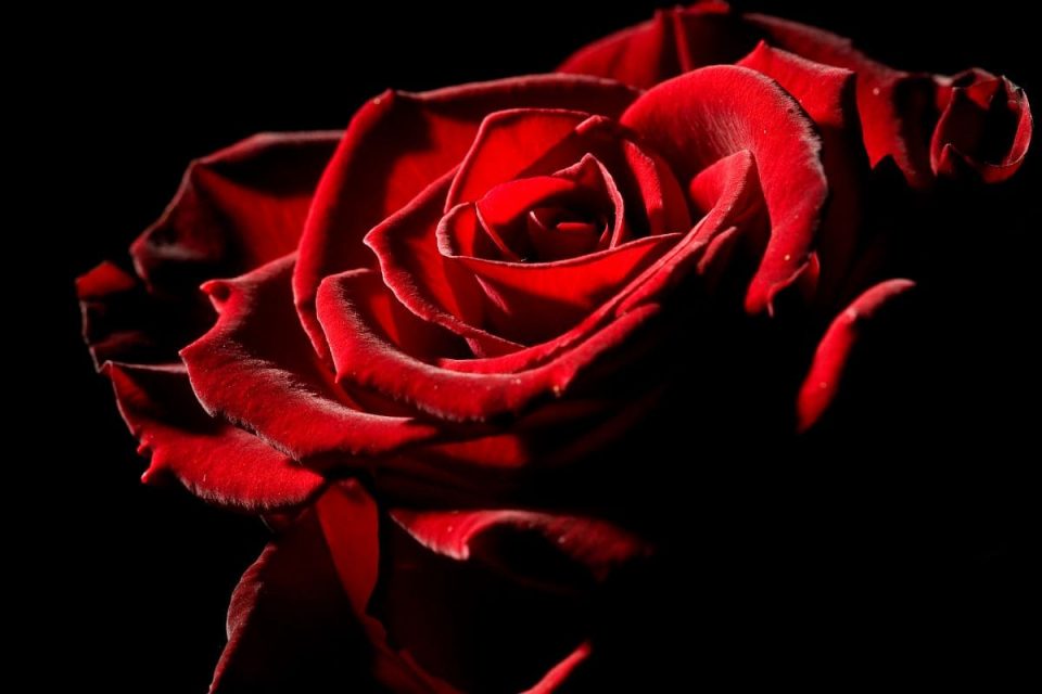 Red Rose Meaning In Relationship: Red Petals Language - Plantisima