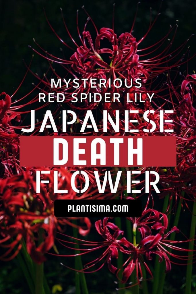 Japanese Death Flower pin