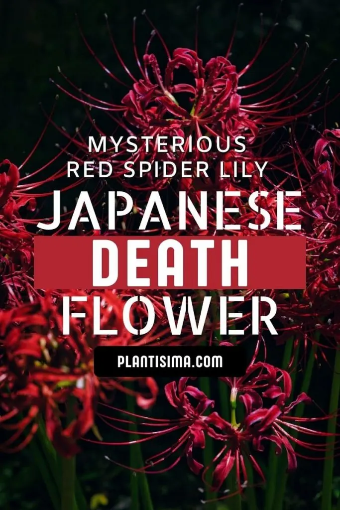 Japanese Death Flower pin