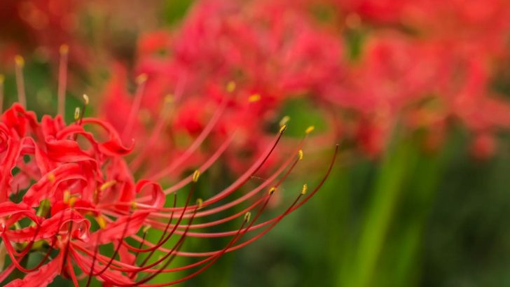 Japanese Death Flower: Mysterious Red Spider Lily