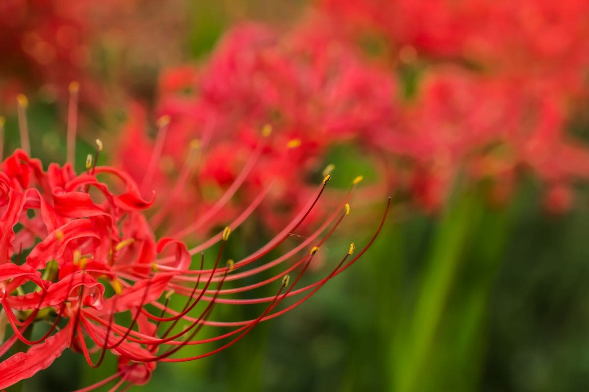 Red spider lily flower HD wallpapers | Pxfuel