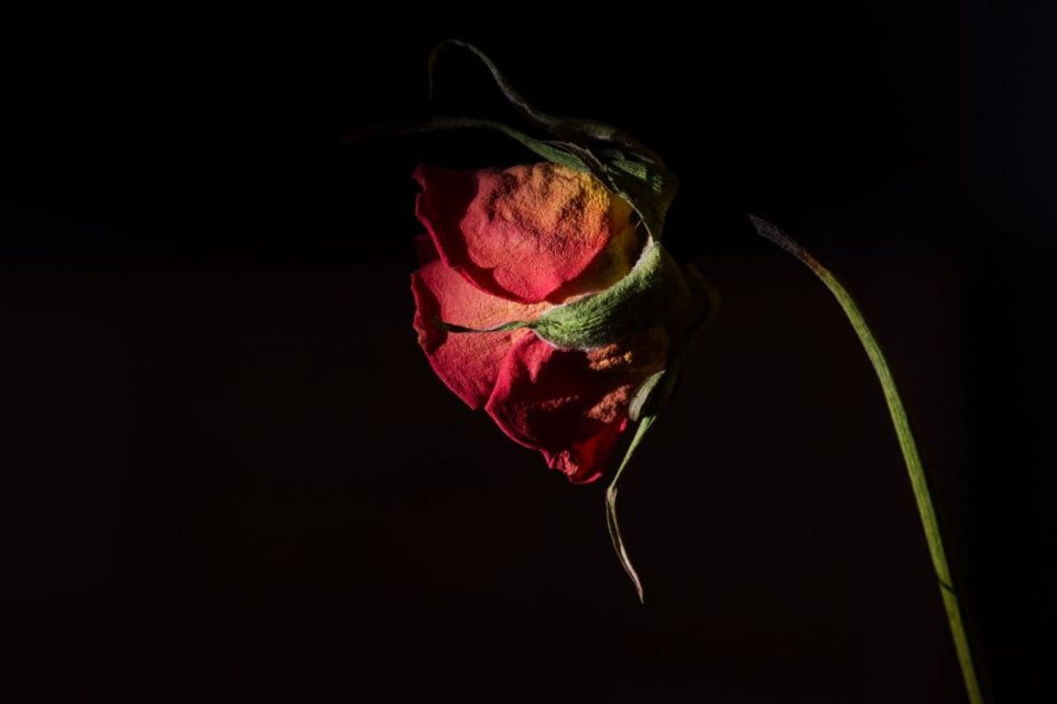 Find Out How Long Can Flowers Last In A Car Plantisima