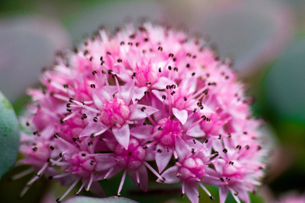 specialty-behind-the-national-flower-of-norway-plantisima