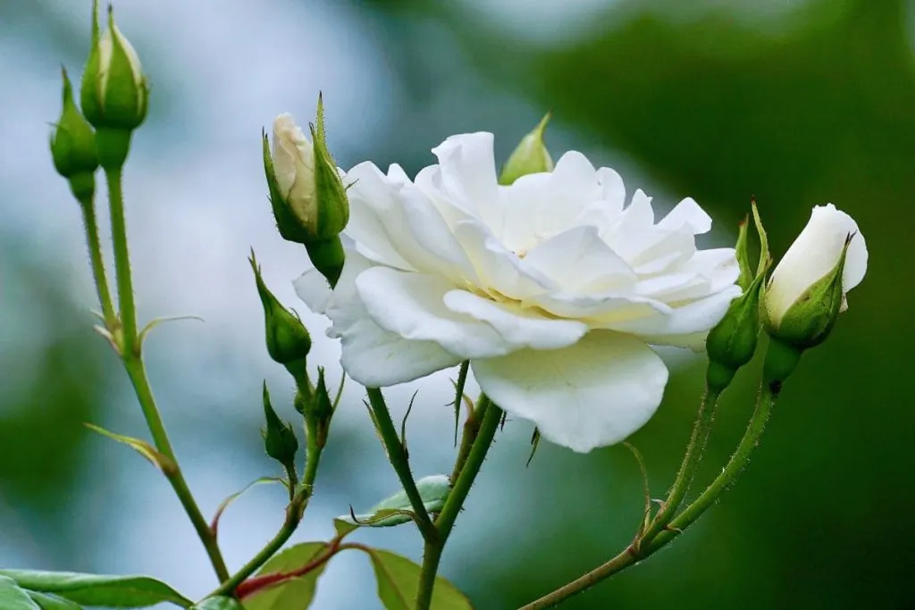 Legend-Of-The-White-Roses