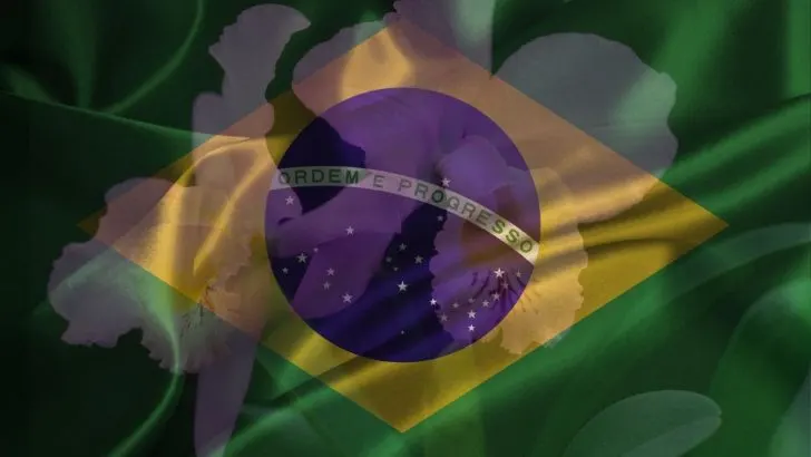 Why the Trumpet Cattleya Orchid Was Chosen as Brazil’s National Flower