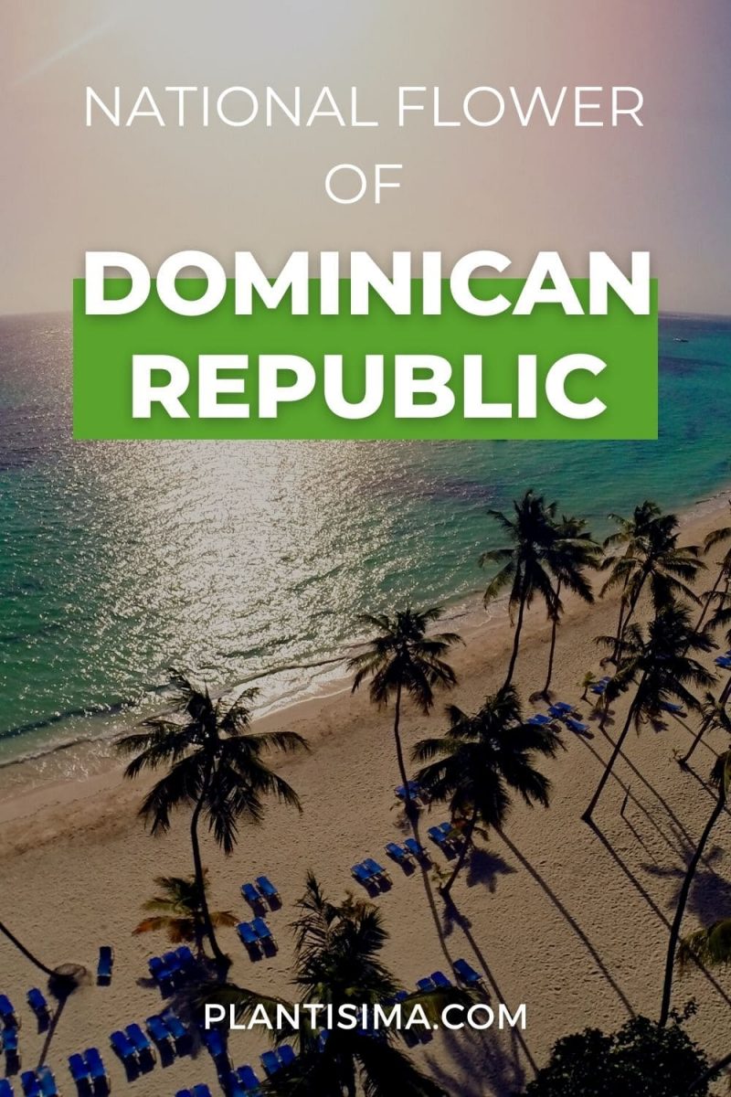 The Amazing Story Behind The National Flower Of Dominican Republic
