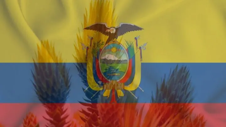 National Flower Of Ecuador: Native Ecuadorian Chuquiraga