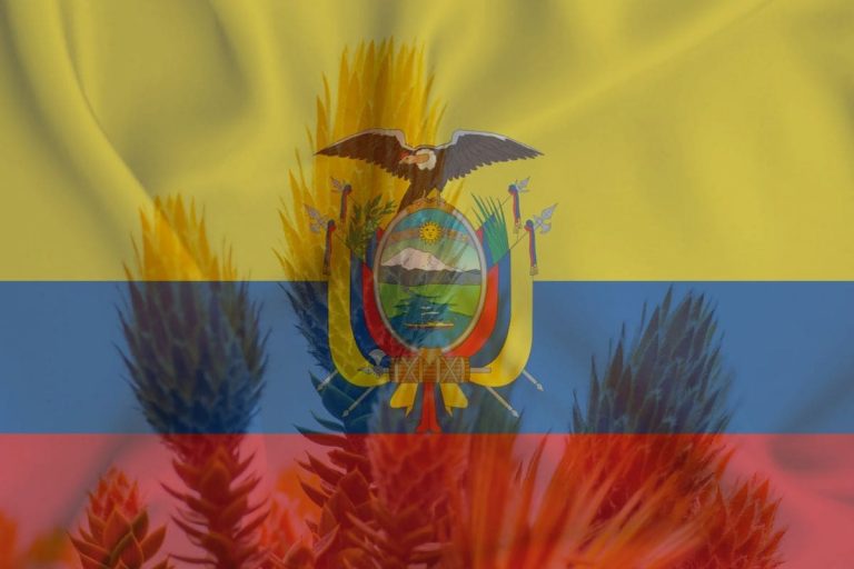 National Flower Of Ecuador_ Native Ecuadorian Chuquiraga