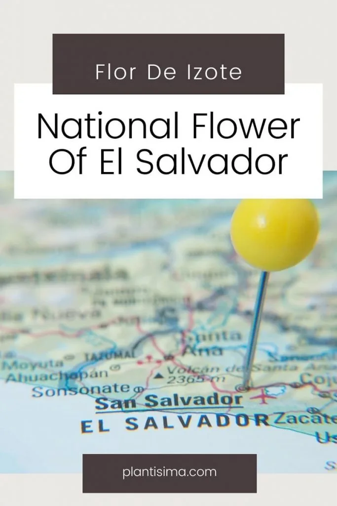 National Flower Of El Salvador pin