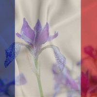 National Flower Of France: Mystery Behind The Fleur De Lis