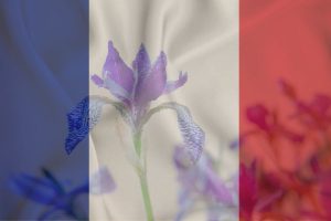 National Flower Of France: Mystery Behind The Fleur De Lis